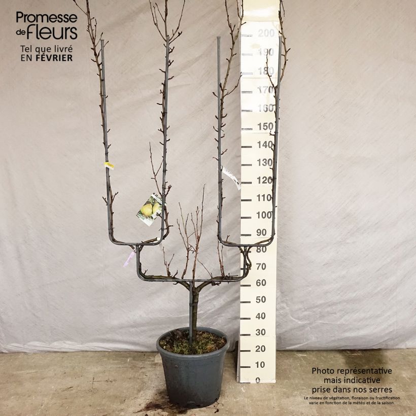 Pyrus communis General Leclerc - Pear Tree 30L/35L pot, Double u-shaped espalier sample as delivered in winter