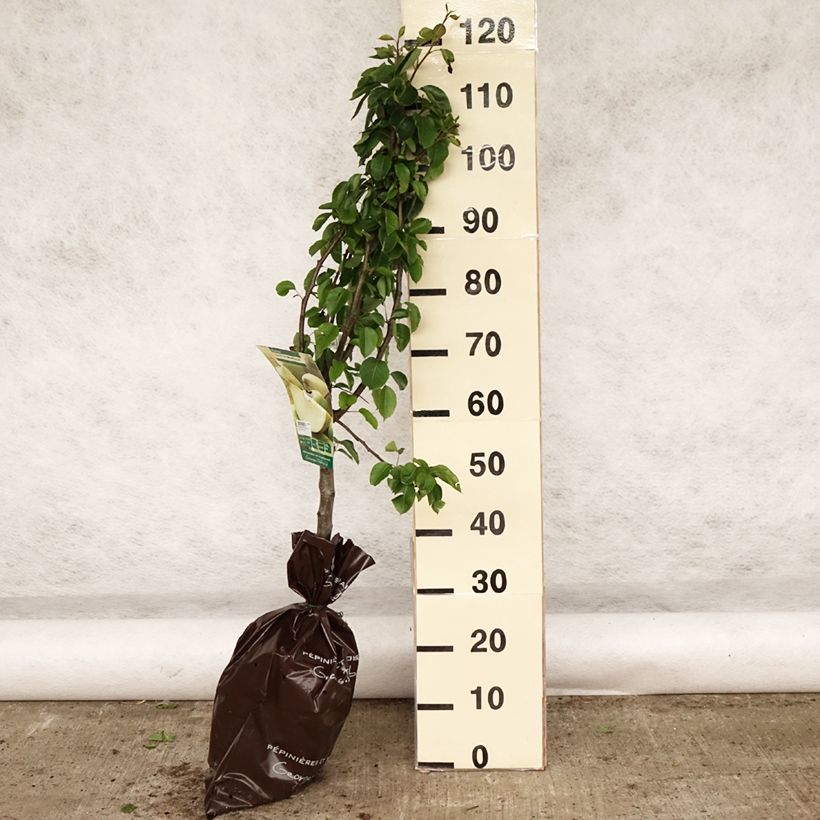 Pyrus communis Sucrée de Montluçon - Pear Tree Ready-to-plant root ball, Goblet sample as delivered in spring