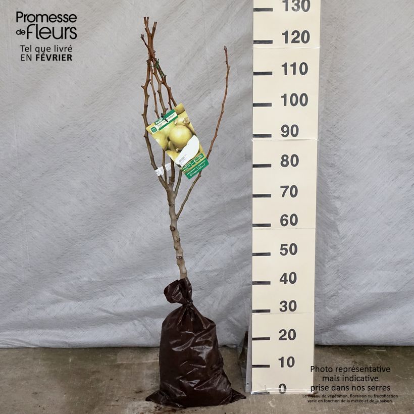 Pyrus communis Super Comice Delbard - Pear Tree Ready-to-plant root ball, Goblet sample as delivered in winter