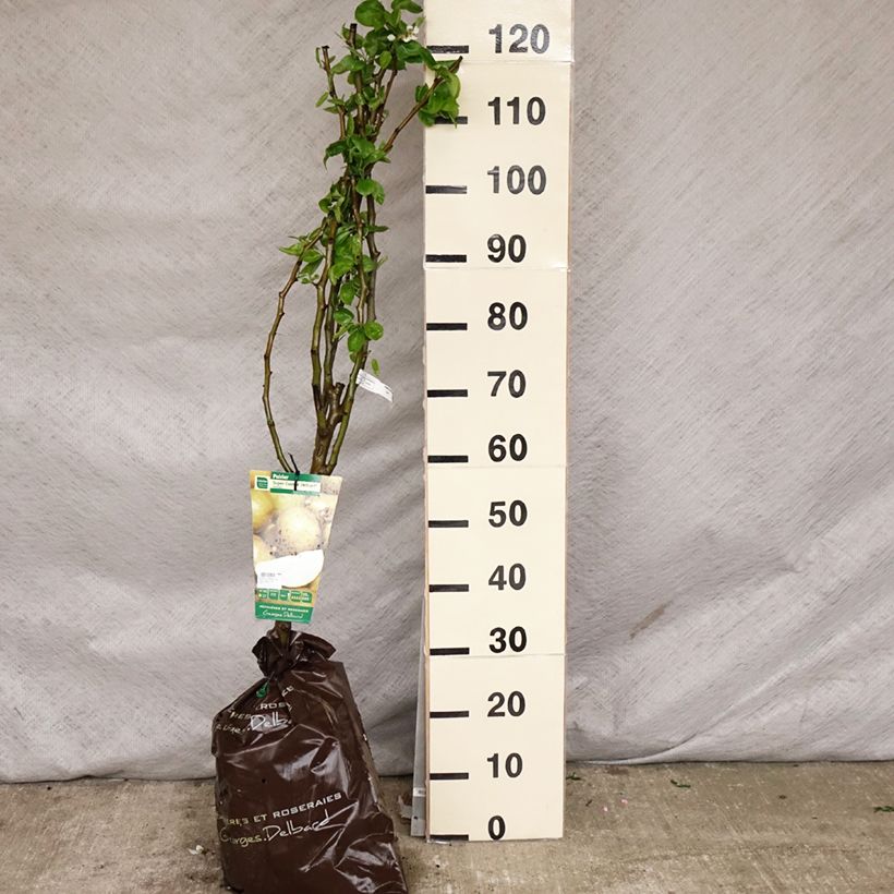 Pyrus communis Super Comice Delbard - Pear Tree Ready-to-plant root ball, Goblet sample as delivered in spring