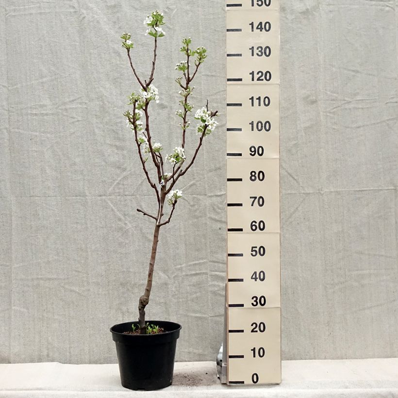 Pyrus communis Williams Bon Chrétien Pear Tree 7.5L/10L pot, Goblet sample as delivered in spring