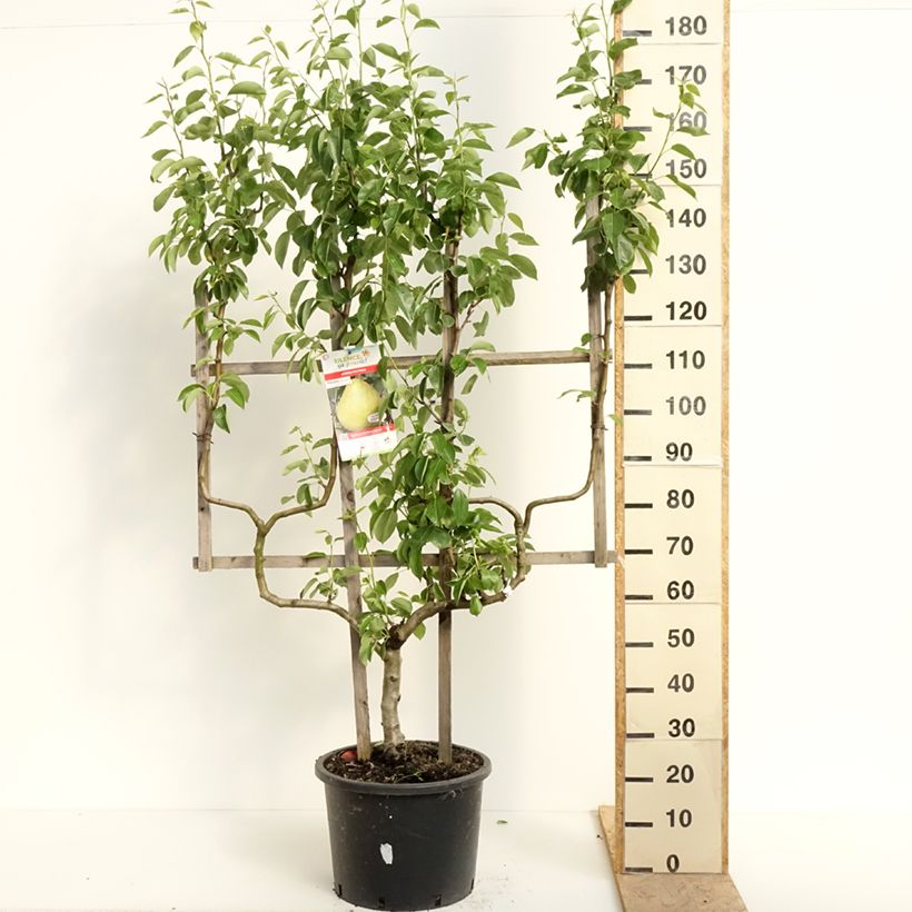 Pyrus communis Williams sample as delivered in spring