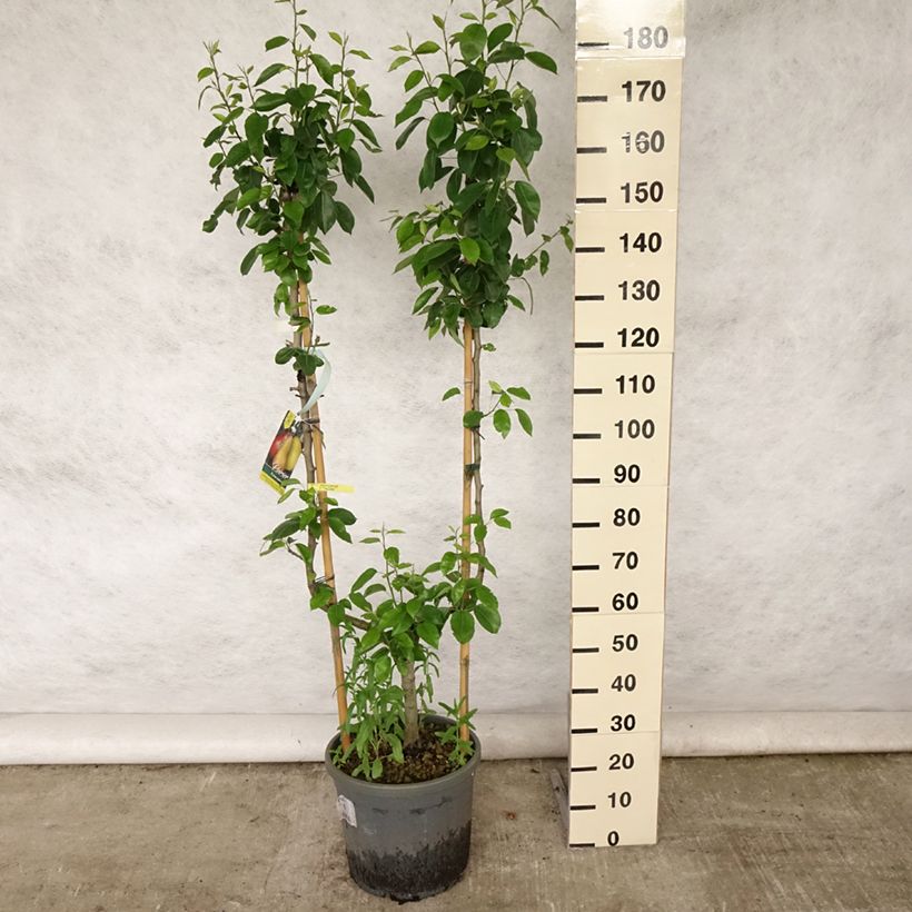 Pyrus communis Williams Bon Chrétien Pear Tree 7.5L/10L pot, Single u-shaped espalier sample as delivered in summer