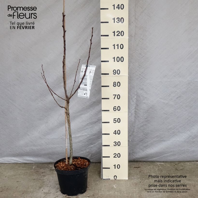 Pyrus communis Red Williams - Pear Tree 7.5L/10L pot, Goblet sample as delivered in winter