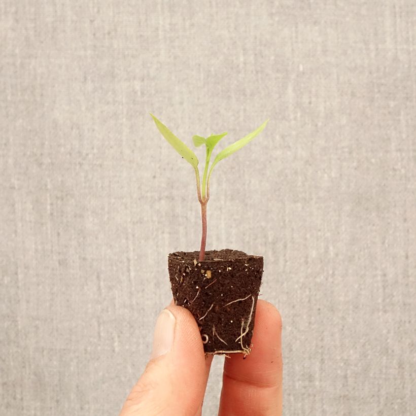 Pepper Poxigo F1 - Capsicum annuum Plug plant 3/4cm sample as delivered in spring