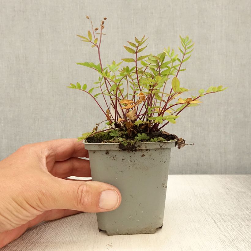 Polemonium caeruleum Lambrook Mauve 8/9 cm pot sample as delivered in summer
