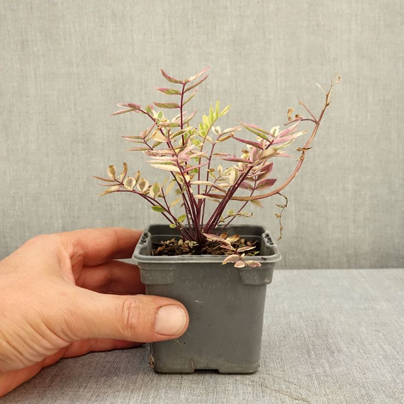 Polemonium pulcherrimum Golden Feathers 8/9 cm pot sample as delivered in summer