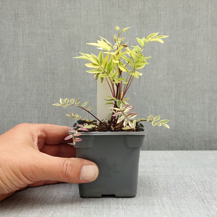 Polemonium pulcherrimum Golden Feathers 8/9 cm pot sample as delivered in spring
