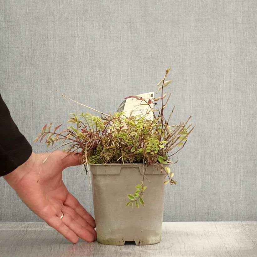 Polemonium pulcherrimum Golden Feathers 2L/3L pot sample as delivered in autumn