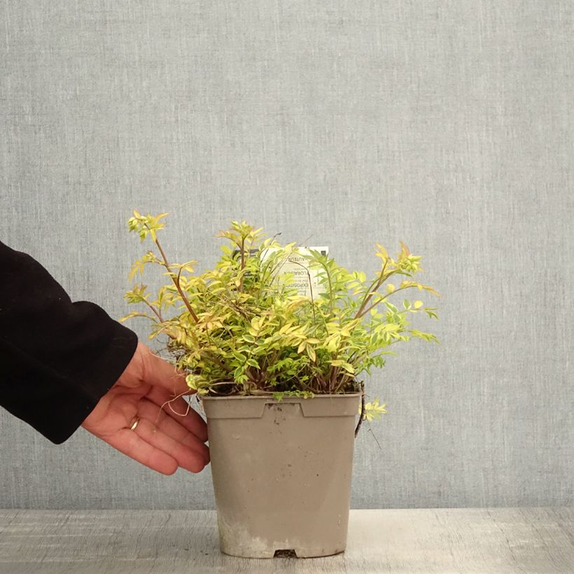 Polemonium pulcherrimum Golden Feathers 2L/3L pot sample as delivered in spring