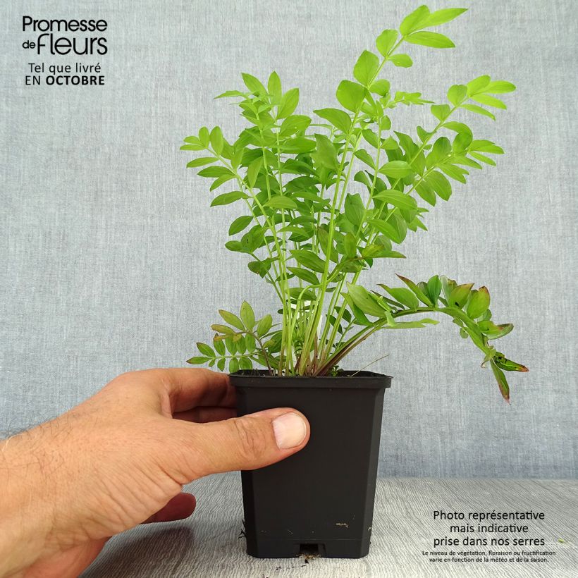 Polemonium reptans Blue Pearl 8/9 cm pot sample as delivered in autumn