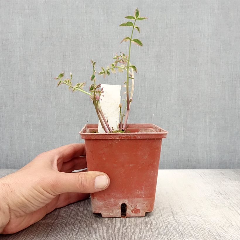 Polemonium reptans Stairway to Heaven 1L/1.5L pot sample as delivered in spring