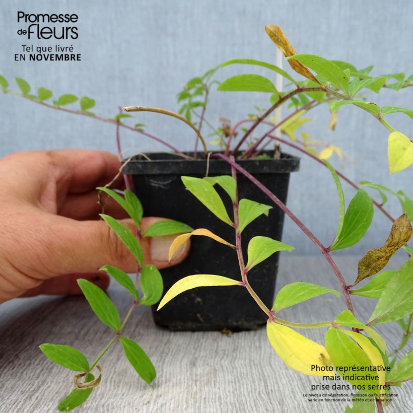 Polemonium reptans 8/9 cm pot sample as delivered in autumn