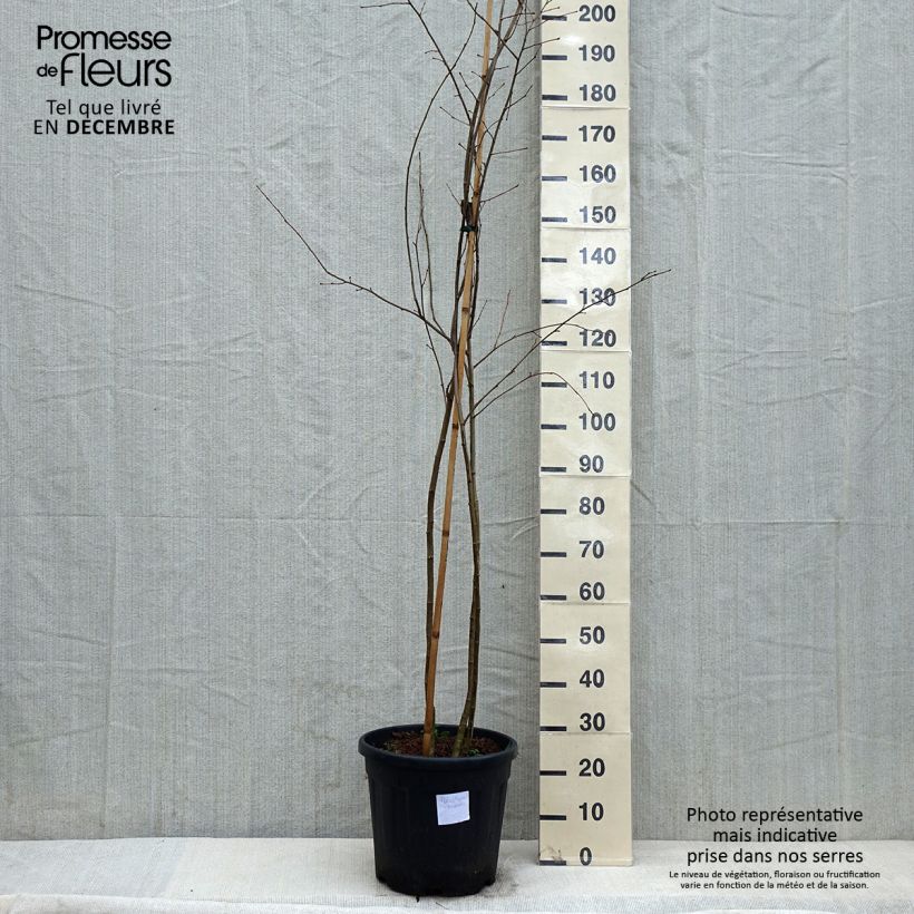 Poliothyrsis sinensis 20L/25L pot sample as delivered in winter
