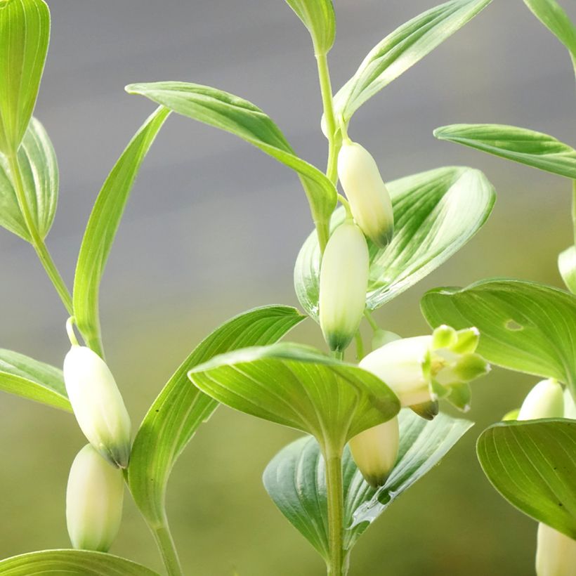 Polygonatum humile (Flowering)
