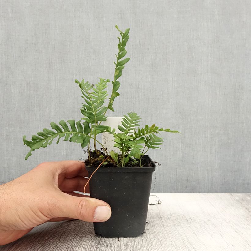 Polypodium vulgare Bifido Multifidum - Rockcap Fern 8/9 cm pot sample as delivered in autumn