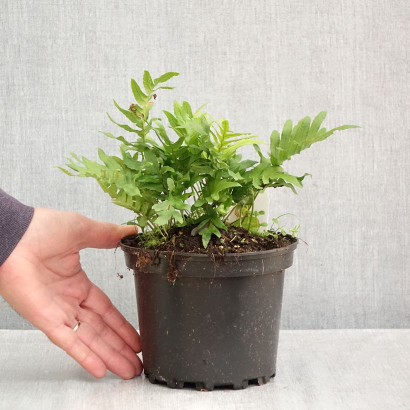 Polypodium cambricum Whitley Giant 2L/3L pot sample as delivered in autumn