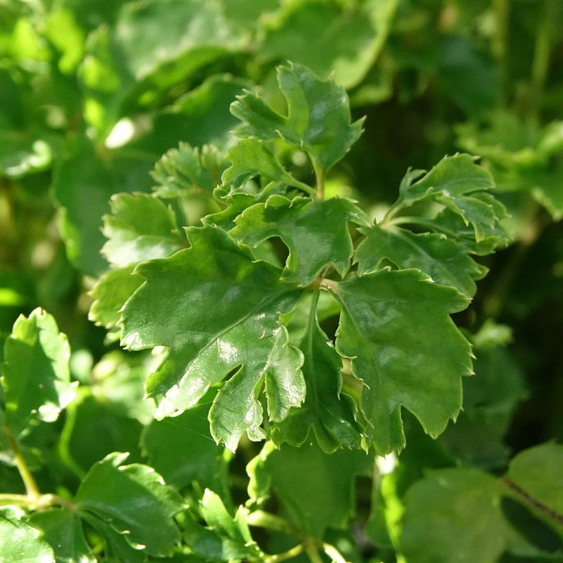 Polyscias balfouriana Butterfly (Foliage)