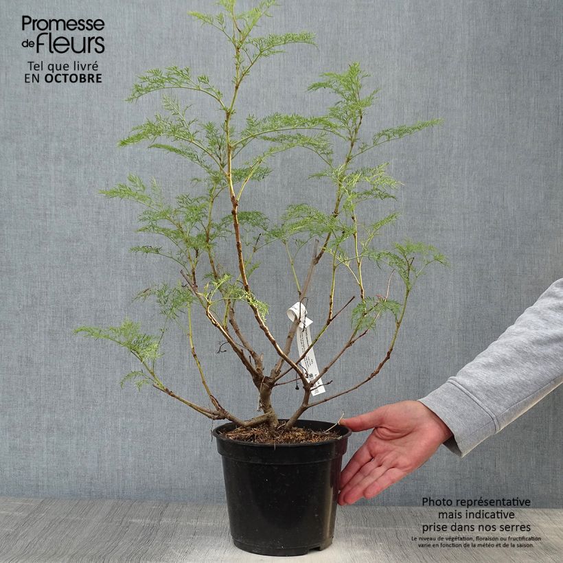 Polyscias sambucifolia 4L/5L pot sample as delivered in autumn
