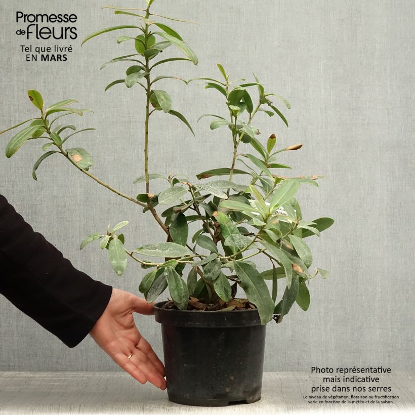 Polyspora axillaris 3L/4L pot sample as delivered in spring