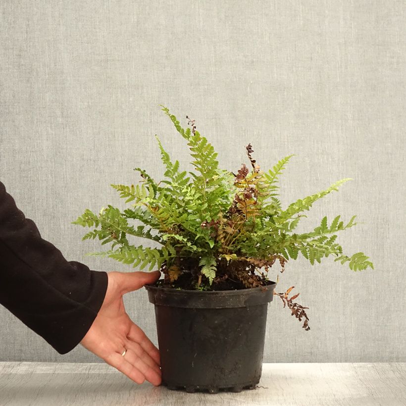 Polystichum aculeatum - Hard Shield Fern 2L/3L pot sample as delivered in autumn