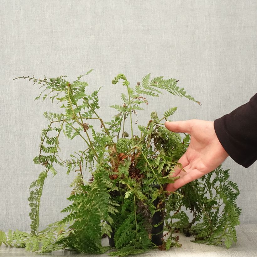 Polystichum setiferum Herrenhausen - Soft Shield Fern 2L/3L pot sample as delivered in spring