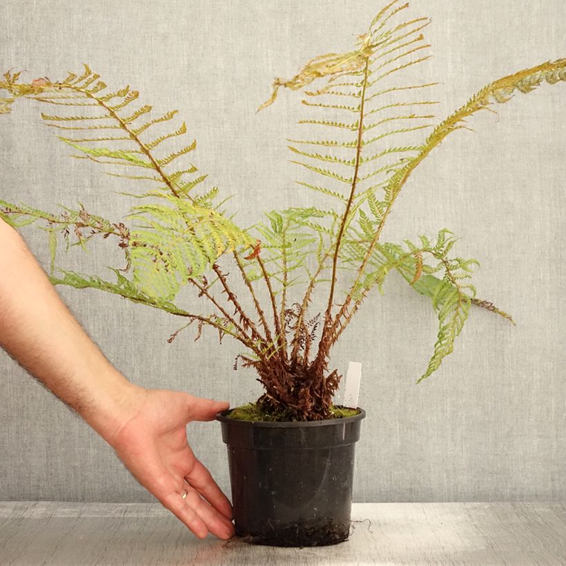 Polystichum setiferum Plumosum Bevis - Soft Shield Fern 2L/3L pot sample as delivered in autumn