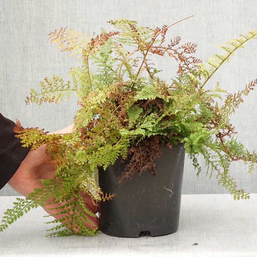 Polystichum setiferum Plumosum Densum - Soft Shield Fern 2L/3L pot sample as delivered in spring