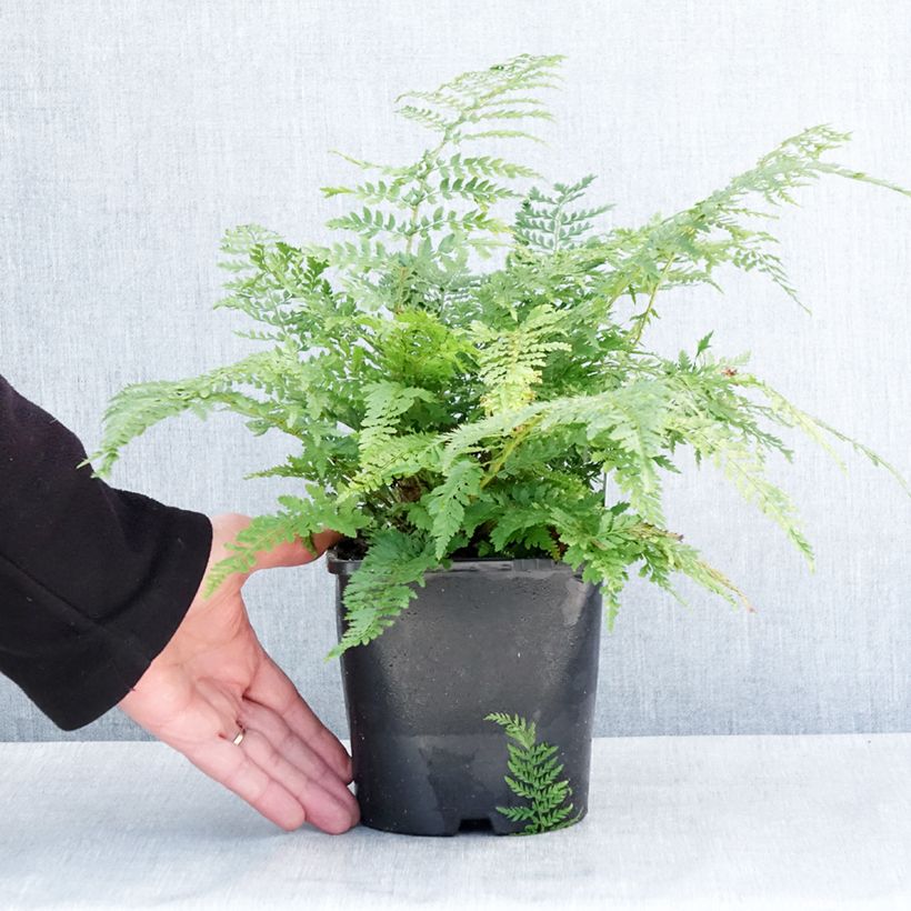 Polystichum setiferum Proliferum - Soft Shield Fern 2L/3L pot sample as delivered in winter