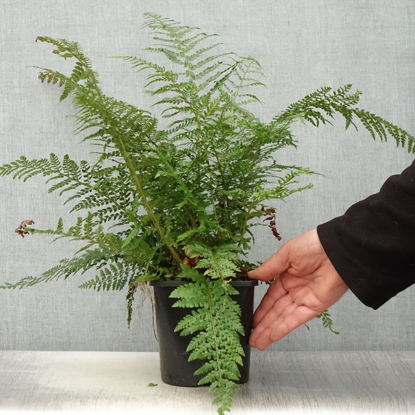 Polystichum setiferum Proliferum - Soft Shield Fern 2L/3L pot sample as delivered in spring