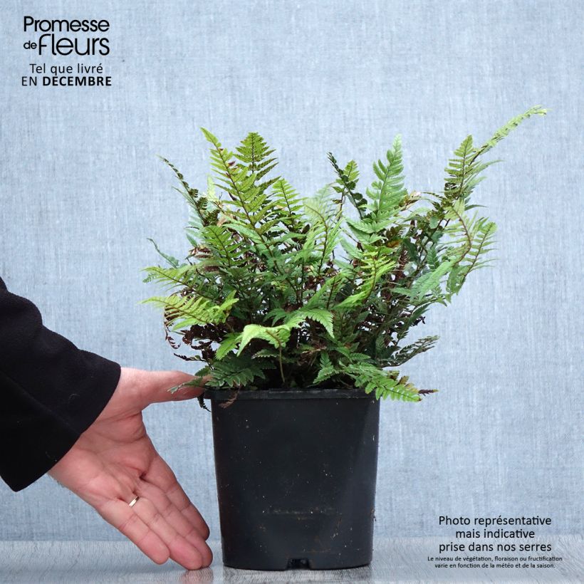 Polystichum tsus-simense - Korean Rock Fern 2L/3L pot sample as delivered in winter