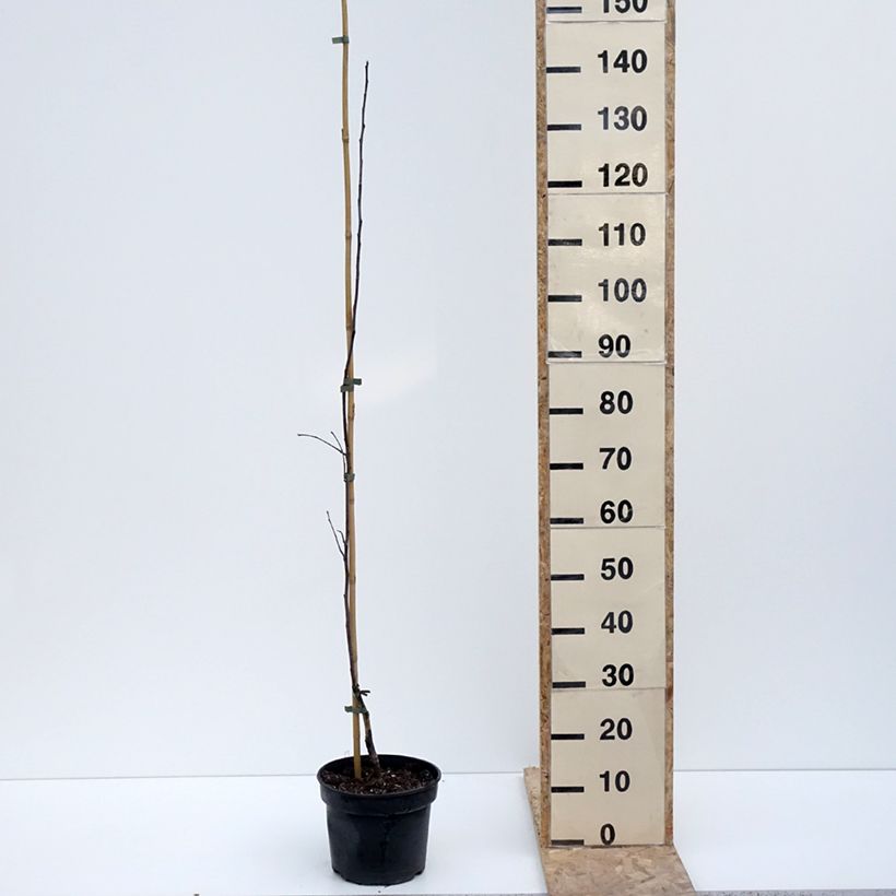 Apple Tree Antonówka Półtorapoundowa - Malus domestica 4L/5L pot, Goblet sample as delivered in winter