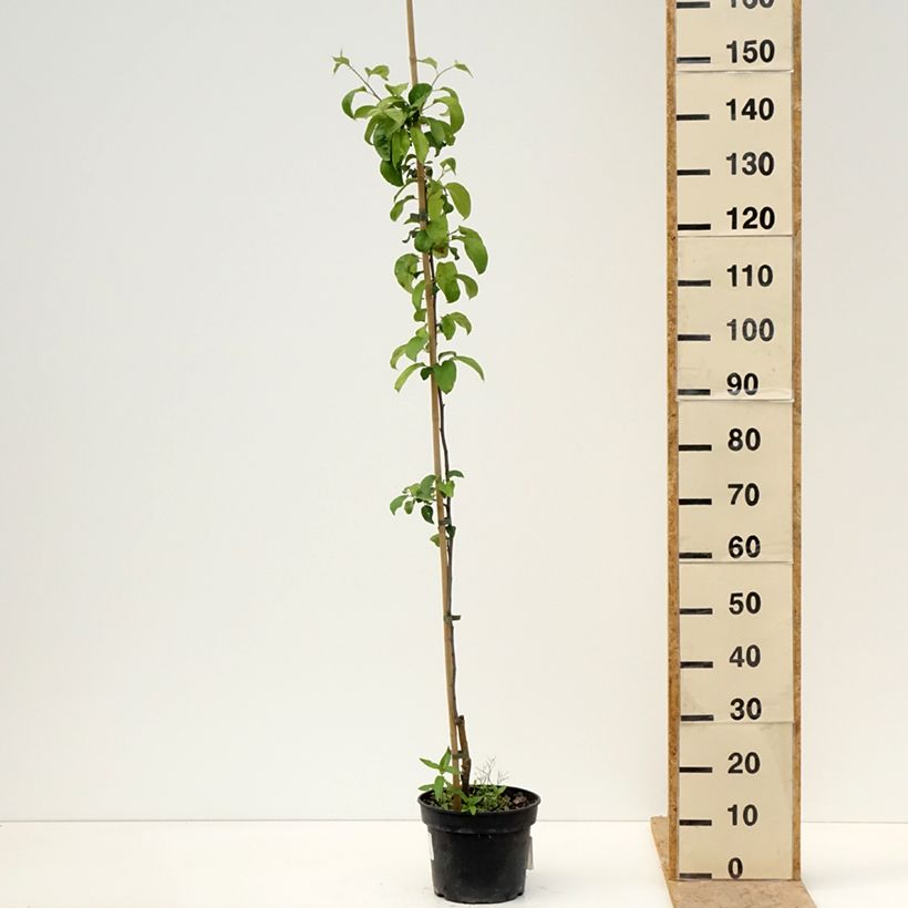 Apple Tree Antonówka Półtorapoundowa - Malus domestica 4L/5L pot, Scion sample as delivered in spring