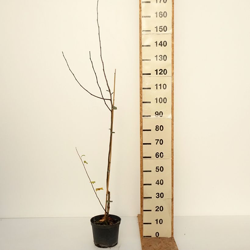 Apple Tree Antonówka Zwykła - Malus domestica 4L/5L pot, Scion sample as delivered in autumn