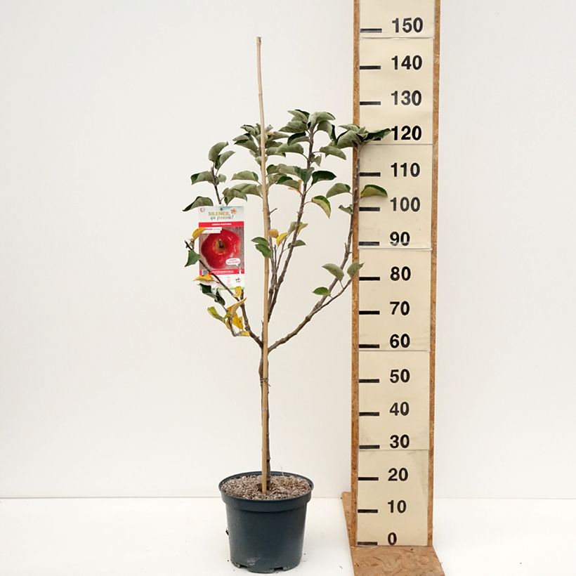 Apple Tree Api Etoilé - Malus domestica 7.5L/10L pot, Goblet sample as delivered in autumn