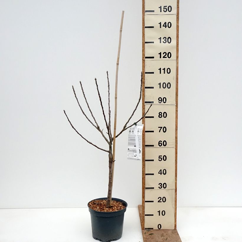 Apple Tree Api Etoilé - Malus domestica 7.5L/10L pot, Goblet sample as delivered in winter
