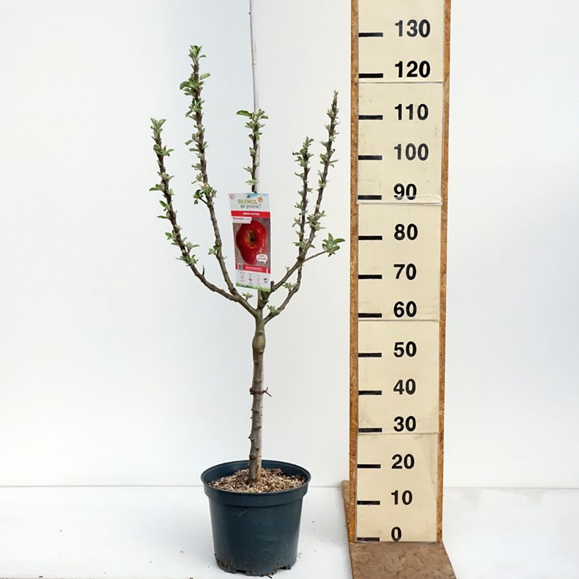 Apple Tree Api Etoilé - Malus domestica 7.5L/10L pot, Goblet sample as delivered in spring