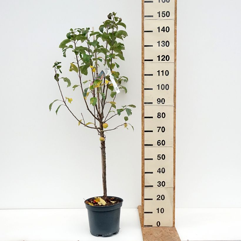 Apple Tree Ariane - Malus domestica 7.5L/10L pot, Goblet sample as delivered in autumn