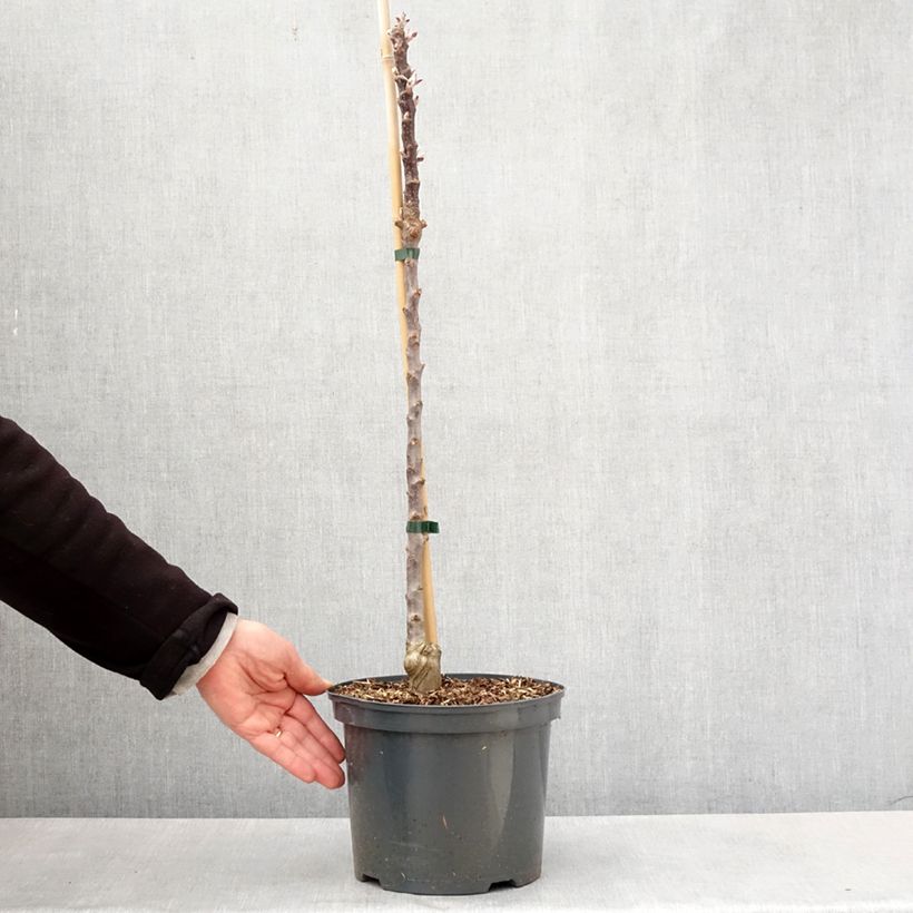 Malus Ballerina Red Leaf - Ballerina Apple Tree 4L/5L pot sample as delivered in spring