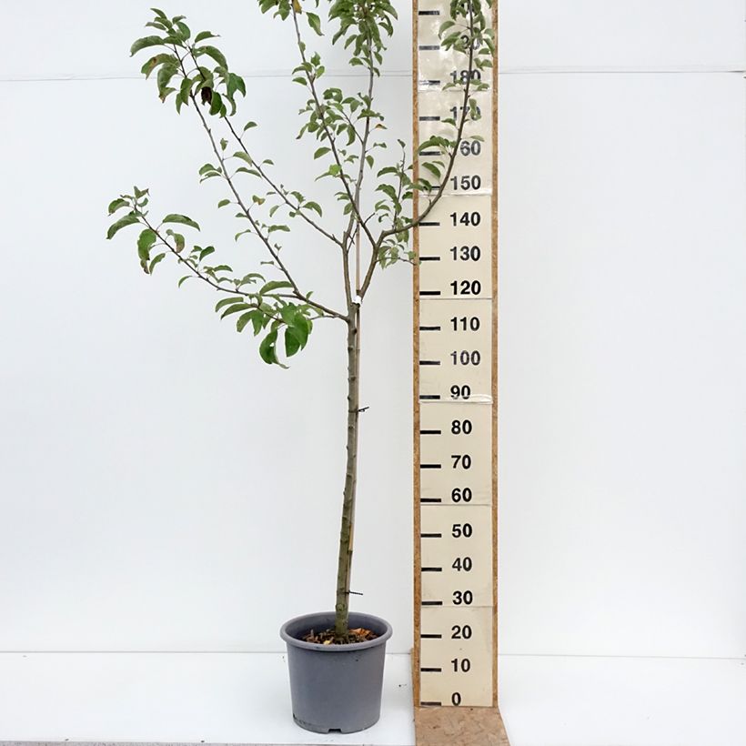 Apple Tree Belchard - Malus domestica 7.5L/10L pot, Half standard sample as delivered in summer