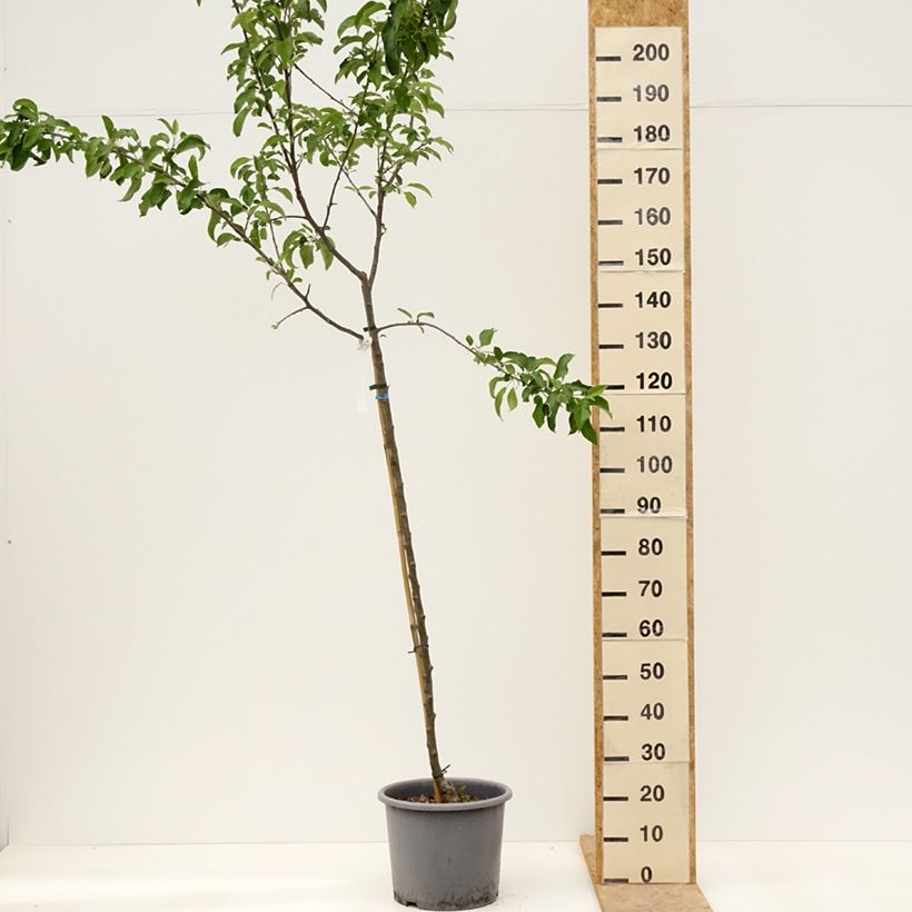 Apple Tree Belchard - Malus domestica 7.5L/10L pot, Half standard sample as delivered in spring