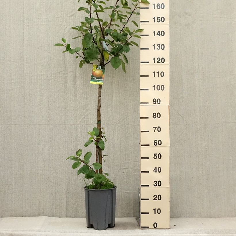 Apple Tree Belle de Boskoop - Malus domestica 7.5L/10L pot, Half standard sample as delivered in summer