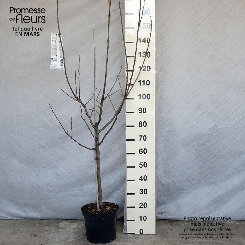 Apple Tree Belle de Boskoop - Malus domestica 7.5L/10L pot, Goblet sample as delivered in spring