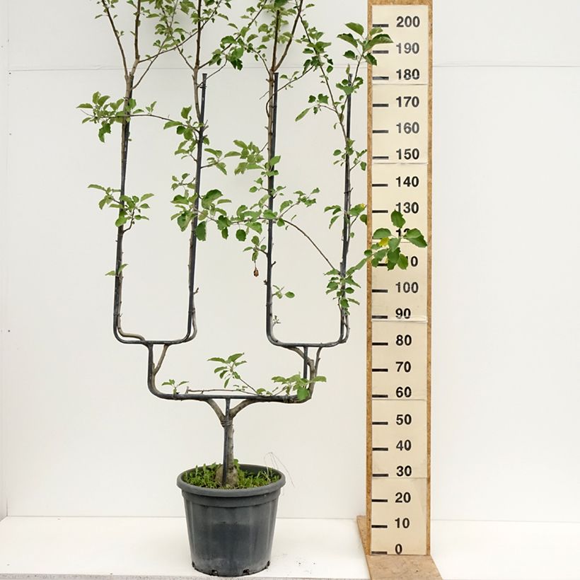 Apple Tree Belle de Boskoop - Malus domestica 7.5L/10L pot, Double u-shaped espalier sample as delivered in spring