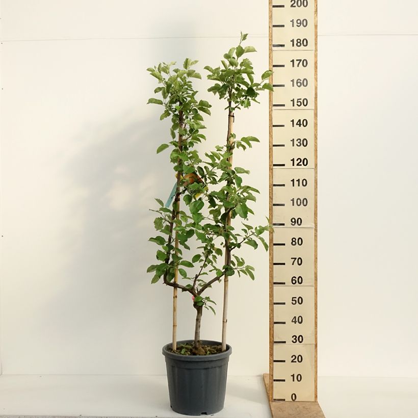 Apple Tree Belle de Boskoop - Malus domestica 7.5L/10L pot, Single u-shaped espalier sample as delivered in spring