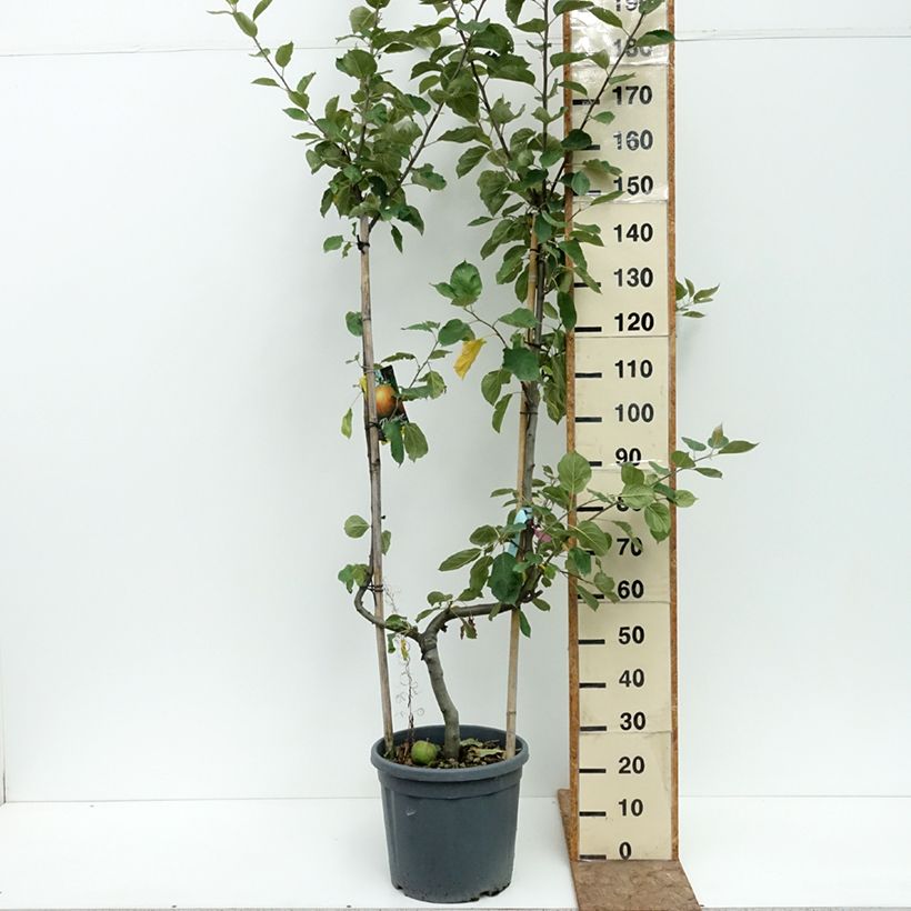Apple Tree Belle de Boskoop - Malus domestica 7.5L/10L pot, Single u-shaped espalier sample as delivered in summer