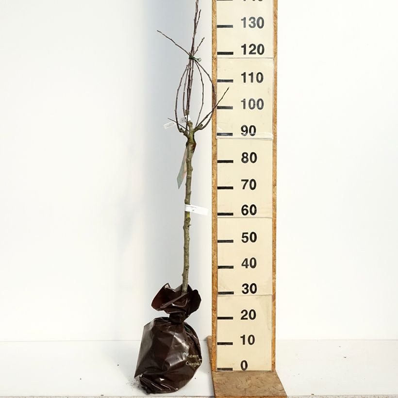 Apple Tree Belle fille de Salins - Malus domestica Ready-to-plant root ball, Goblet sample as delivered in spring
