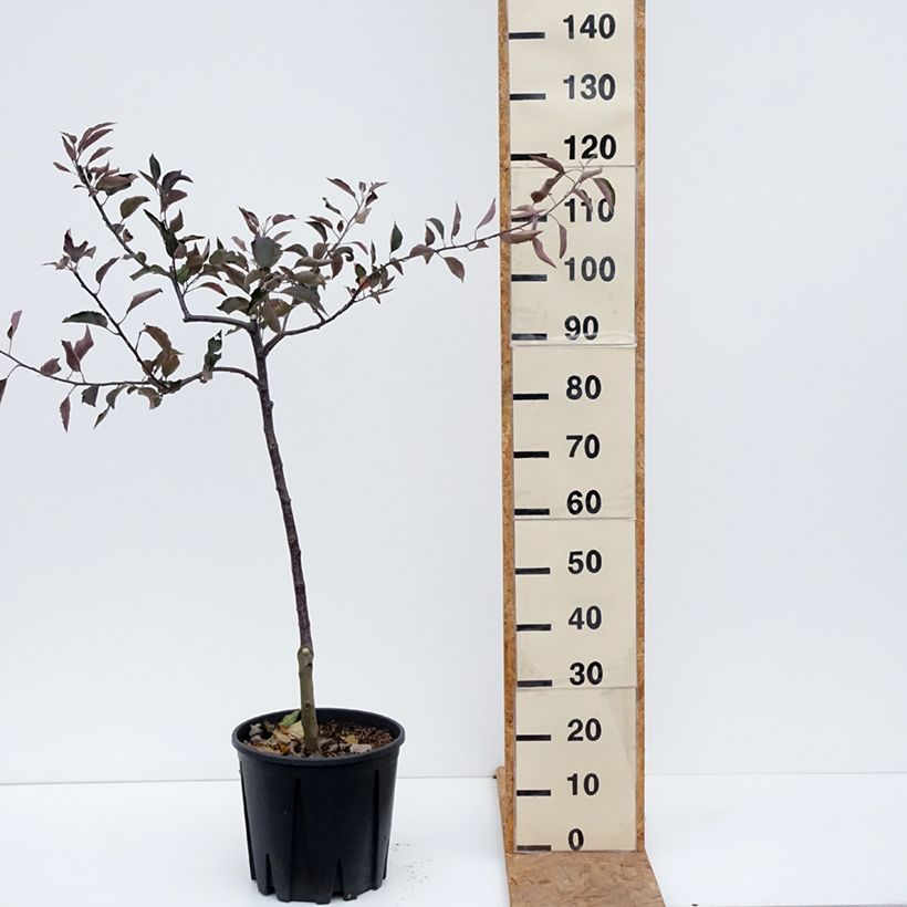 Red-fleshed Apple Tree Blush Rosette - Malus domestica 7.5L/10L pot, Goblet sample as delivered in autumn