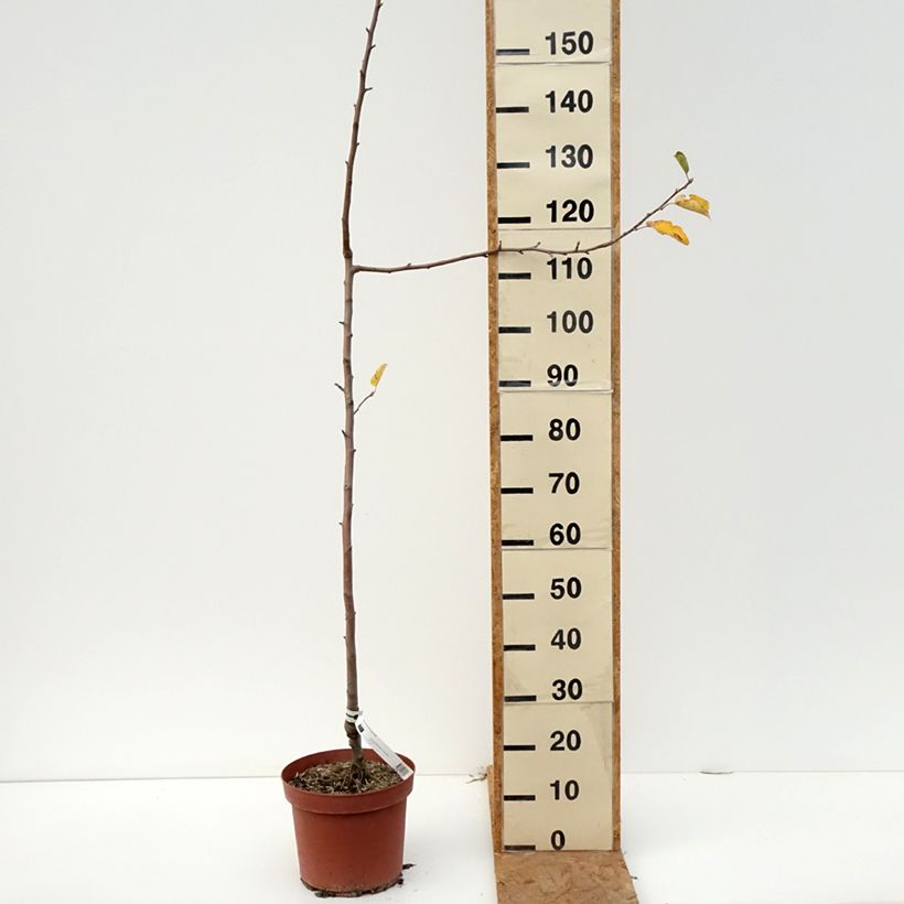 Apple Tree Bon Père - Malus domestica 7.5L/10L pot, Scion sample as delivered in autumn