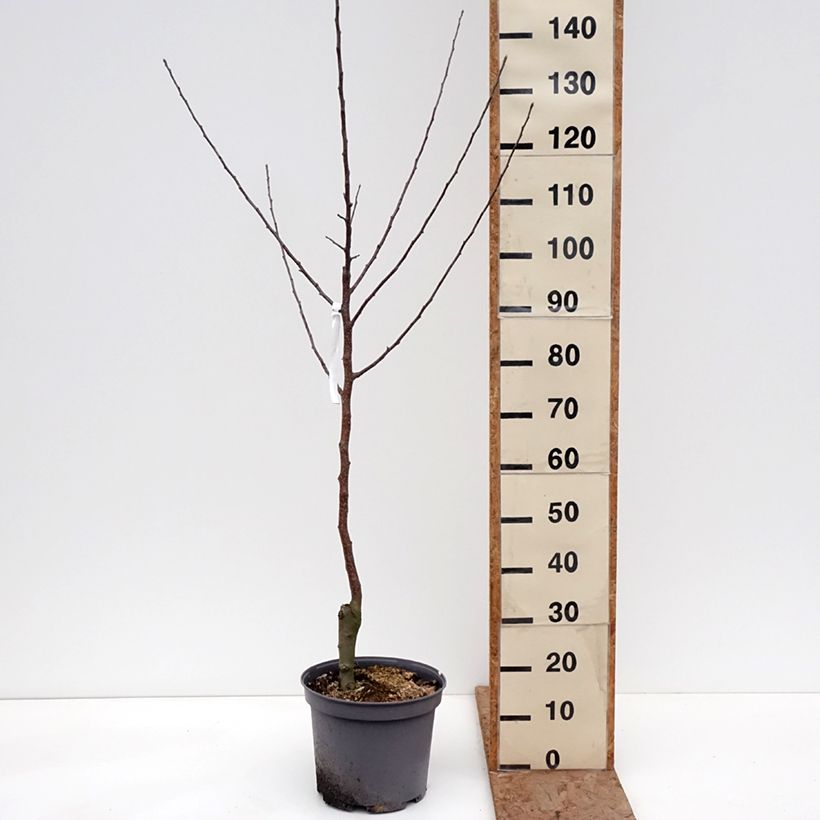 Apple Tree Calville Blanche - Malus domestica 7.5L/10L pot, Goblet sample as delivered in winter
